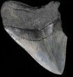 Partial, Serrated Megalodon Tooth - South Carolina #39252-1
